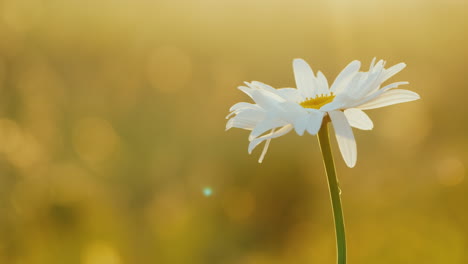 Daisy-grows-in-a-field-of-flowers-1