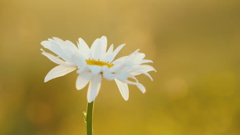 Daisy-grows-in-a-field-of-flowers-2