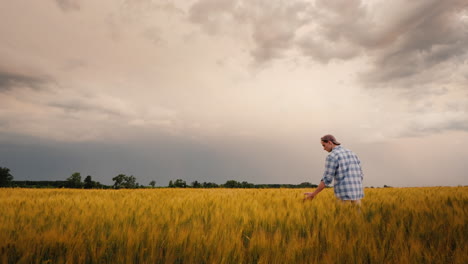 The-Figure-Of-The-Farmer-In-The-Field-Of-Wheat-Touches-The-Ears-With-His-Hand