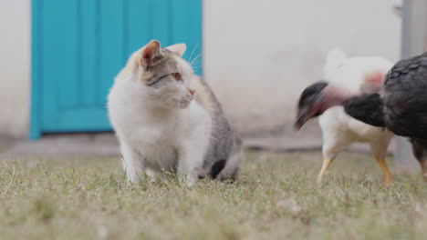 Chickens-try-to-take-away-the-cat's-food-and-the-cat-hits-the-bird-with-its-paw