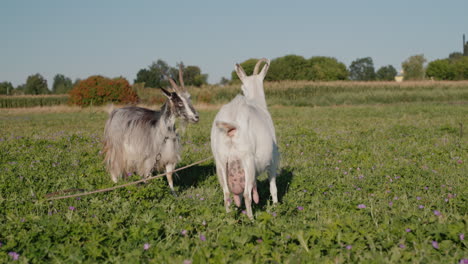 Two-goats-fight-in-a-meadow