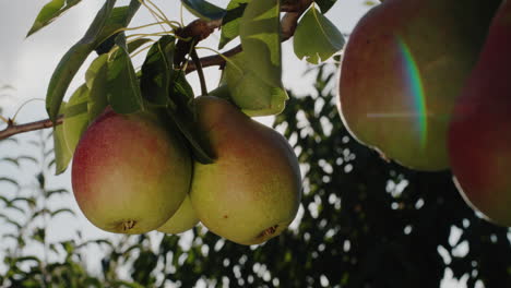 Juicy-pears-ripen-on-a-branch-in-the-sun