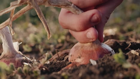 A-man's-hand-pulls-a-large-bulb-out-of-the-soil