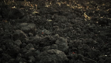 Plowed-soil-ready-for-winter