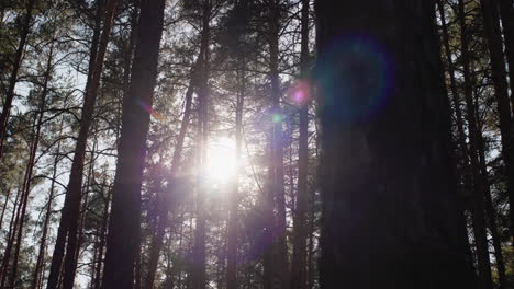 Walking-through-a-pine-forest-with-the-sun-shining-through-the-branches-of-trees