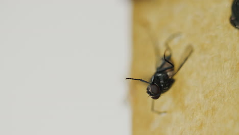 Fly-tries-to-free-itself-from-sticky-tape-1