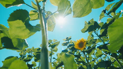 Sunflower-against-the-blue-sky