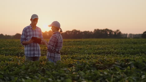 Farmers---A-Man-And-A-Woman-Communicate-In-A-Soybean-Field-At-Sunset-Use-A-Tablet