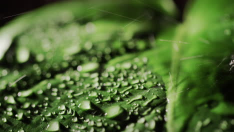 Close-up-of-raindrops-fall-on-a-green-sheet