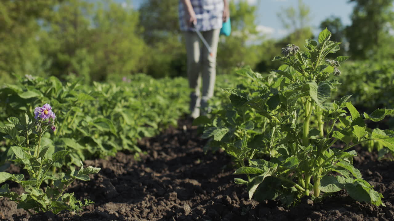 Premium stock video Farmer sprays potatoes with chemicals