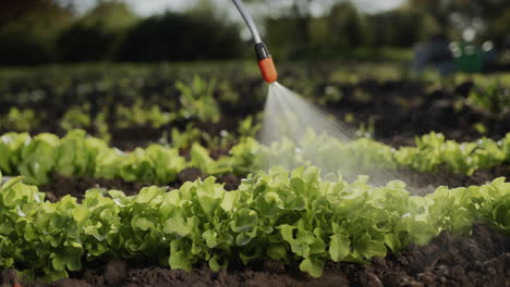 Farmer-sprays-green-shoots-in-field-processing-plants
