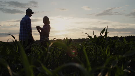 Farmers-man-and-woman-stand-in-a-field-of-corn-and-use-a-digital-tablet