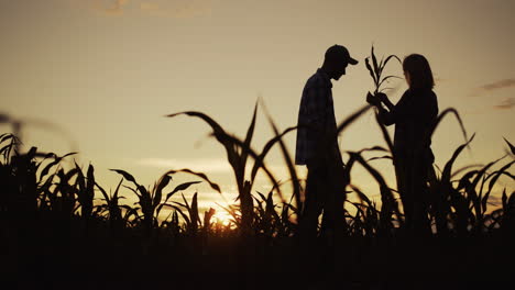 Silhouettes-of-two-farmers-in-a-field-of-corn-3