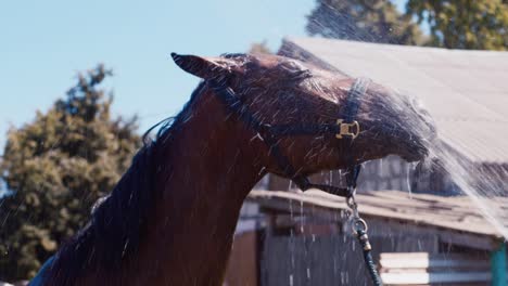The-horse-is-washed-with-a-hose