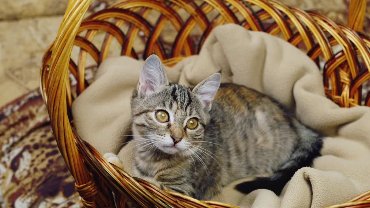 Premium stock video - Striped kitten sitting in a basket