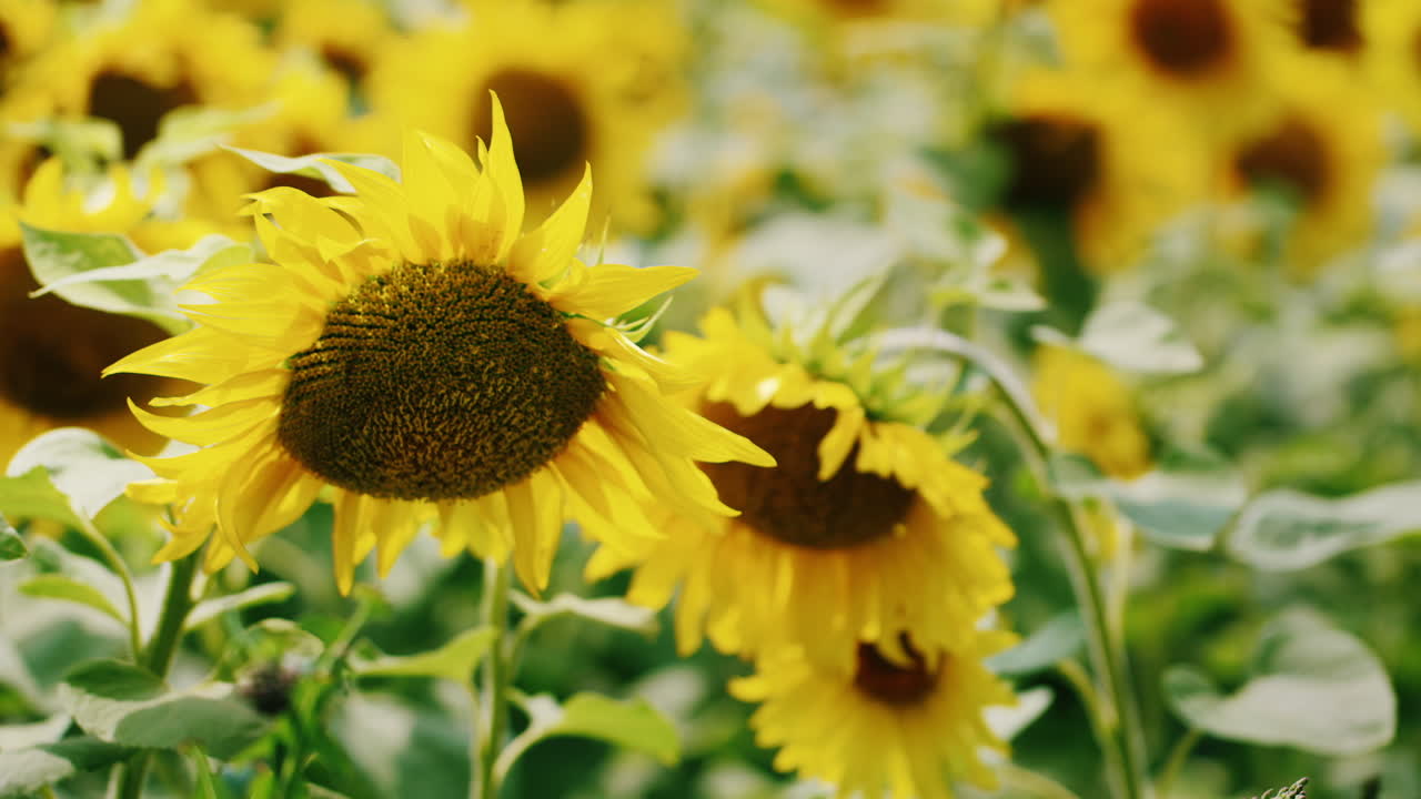 Premium stock video - Field of beautiful yellow sunflowers 1