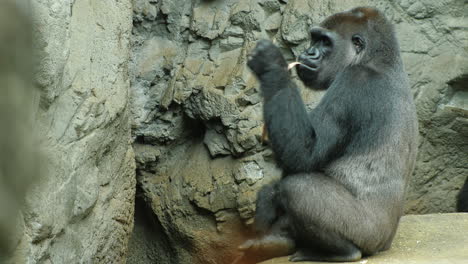 Gorila-Adulto-Comiendo