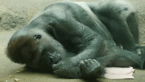 Big-Male-Gorilla-Lying-On-A-Towel