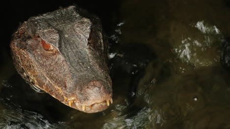 Portrait-Of-A-Crocodile