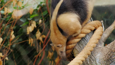 Anteater-Southern-Tamandua-Very-Funny-Crawling-On-His-Belly-On-A-Tree-Branch-1