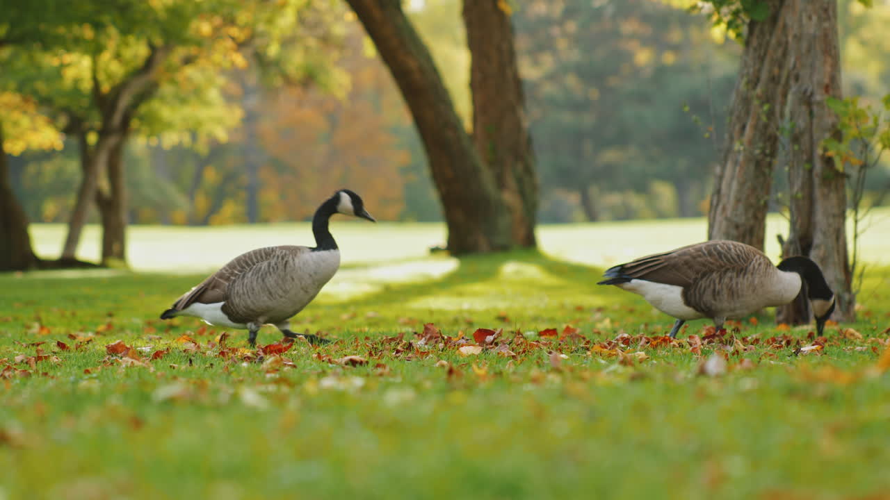 Premium stock video A flock of geese walk in a green meadow at sunset 1