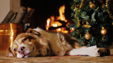 The-Dog-Lies-Near-A-Christmas-Tree-On-The-Background-Of-A-Burning-Fireplace