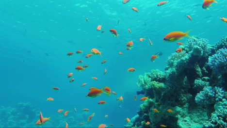 Wild-Underwater-World-With-Corals-And-Colorful-Exotic-Fish