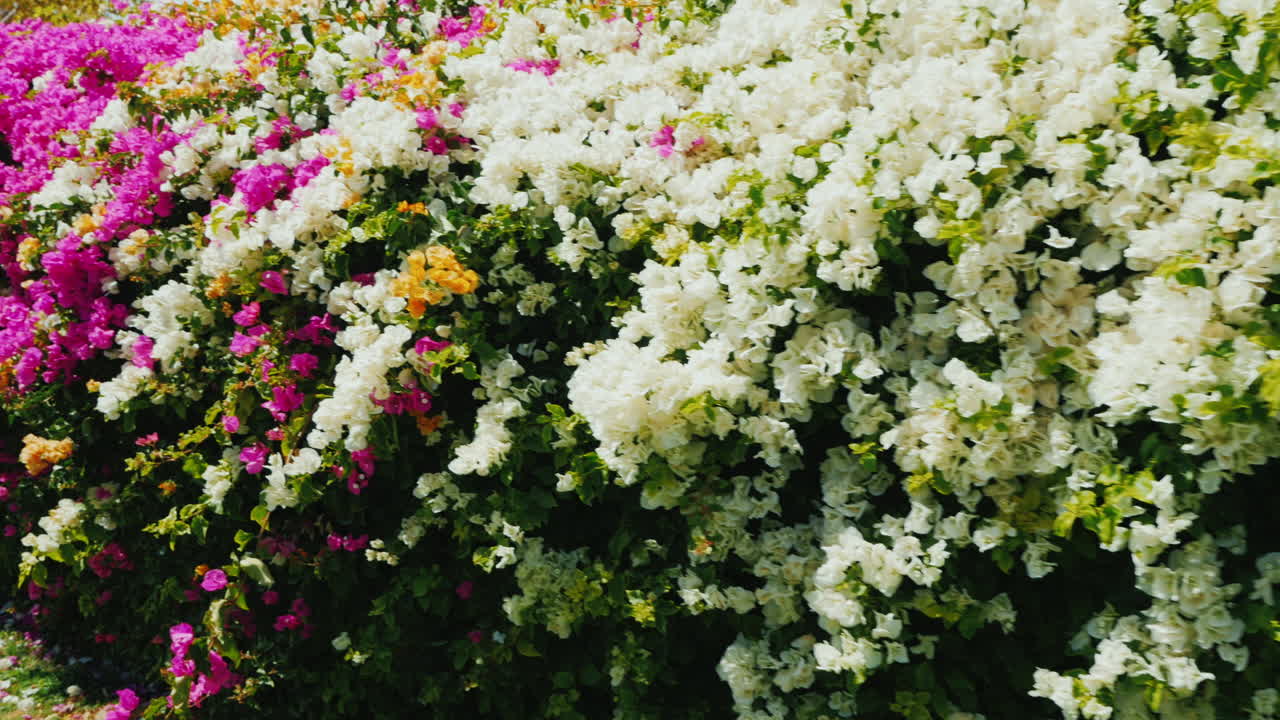 Premium stock video - Bright flowering bushes in a tropical resort 1