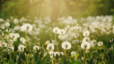 A-Field-Of-Dandelions-In-The-Evening-Before-Sunset