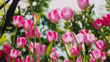Beautiful-Pink-Tulips-Sway-In-The-Wind