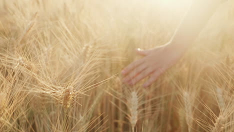 Farmer's-Hand-Over-Wheat-Field-At-Sunset