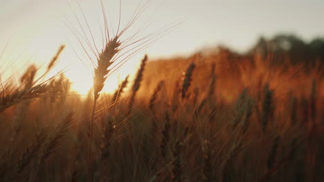Weizenährchen-Bei-Sonnenuntergang-1