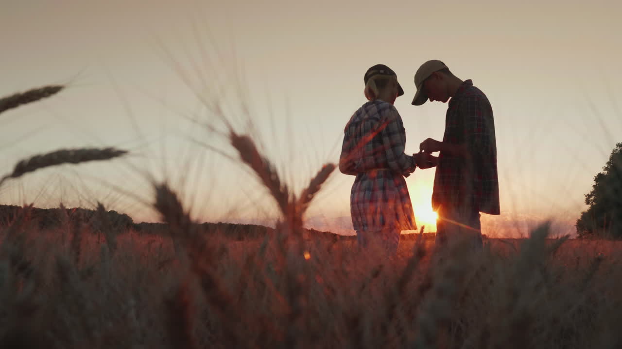 Premium stock video - Silhouettes of farmers in wheat field using a tablet