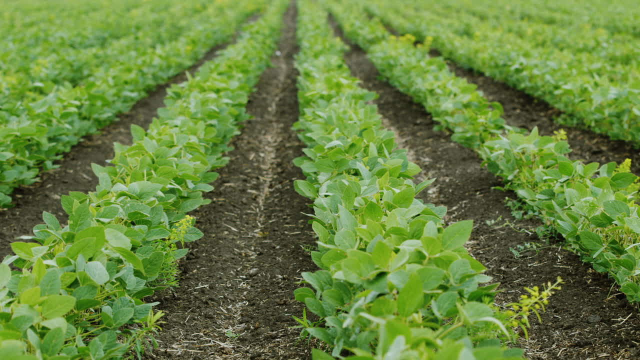 Premium stock video - Straight rows of soy bushes