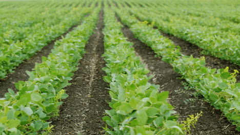 Pan-Shot:-Straight-Rows-Of-Soy-Bushes